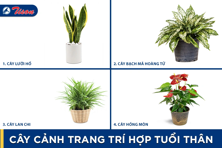 Cây cảnh phù hợp cho người tuổi Thân 2023