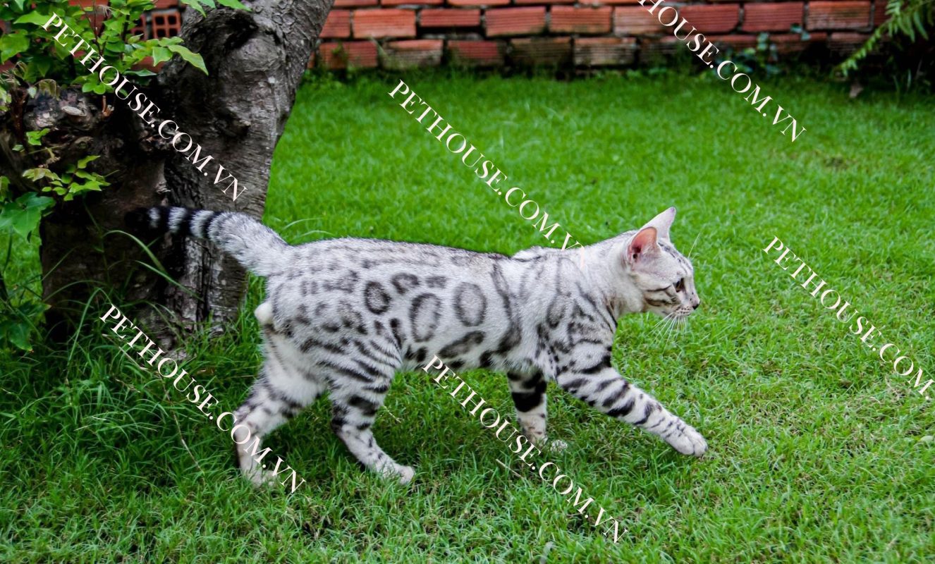 Mèo Bengal trưởng thành ( nguồn sưu tầm )