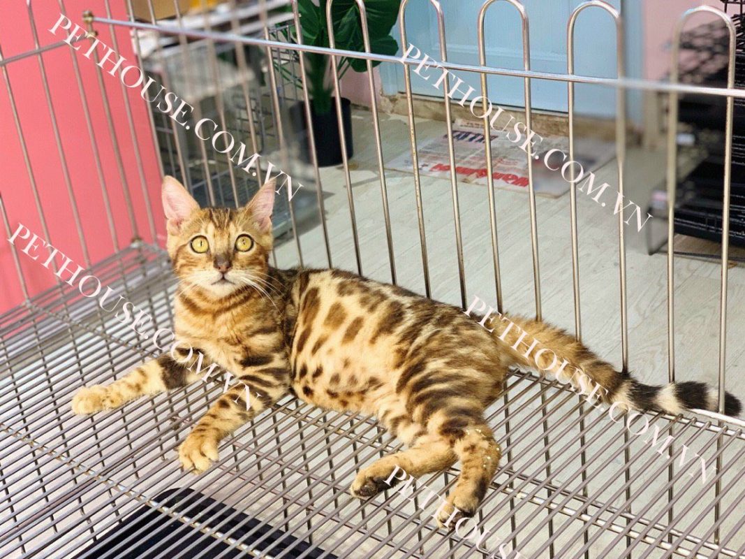 Mèo Bengal tại PetHouse