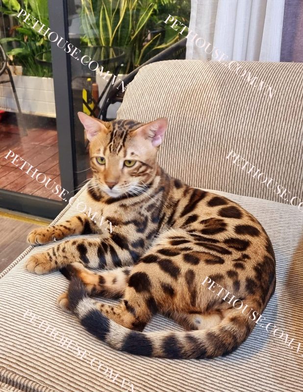 Mèo Bengal trưởng thành ( nguồn sưu tầm )