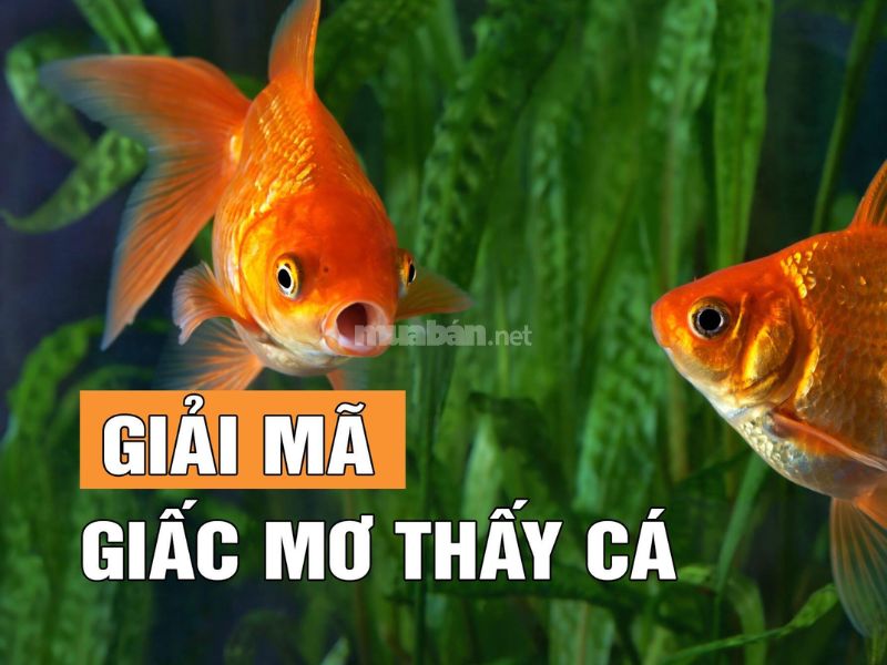 Giải mã ý nghĩa giấc mơ thấy cá