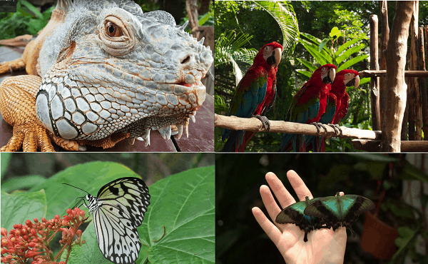 Địa điểm tham quan nổi tiếng ở Singapore. Nên đi đâu tham quan ở Singapore? Công viên bướm và côn trùng Butterfly Park & Insect Kingdom