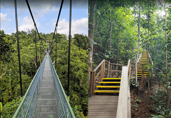 Địa điểm tham quan đẹp ở Singapore. Du lịch Singapore nên đi đâu chơi? Cầu treo TreeTop Walk