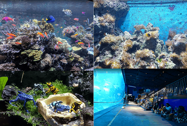 Địa điểm du lịch nổi tiếng nhất Singapore. Du lịch Singapore nên đi đâu chơi, tham quan? Thủy cung S.E.A Aquarium