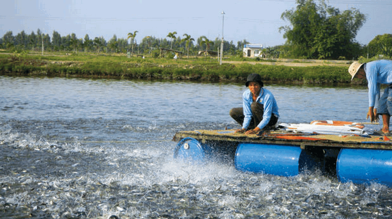 kinh doanh vườn ao chuồng ở nông thôn