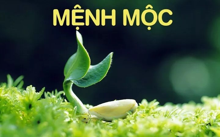 Mệnh Mộc hợp hướng nào