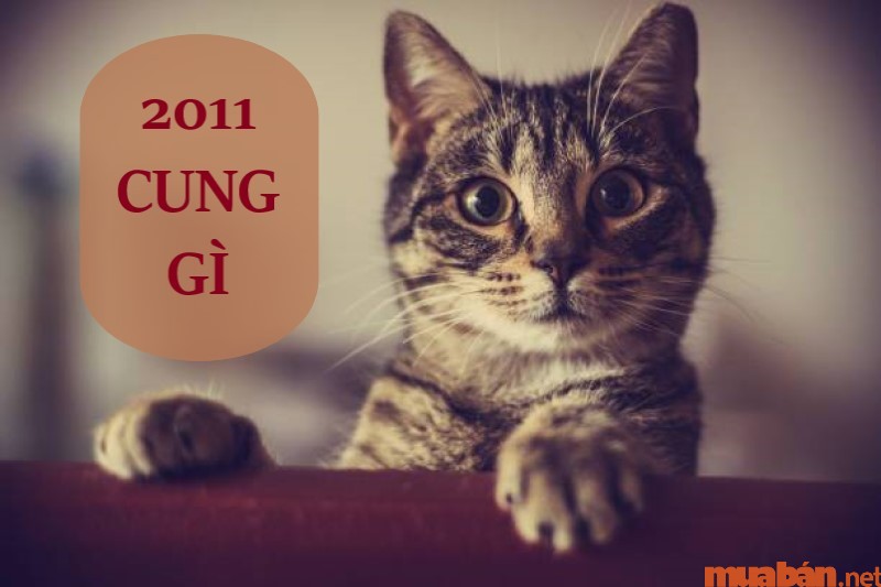 Tân Mão 2011 mệnh gì và thuộc cung nào?