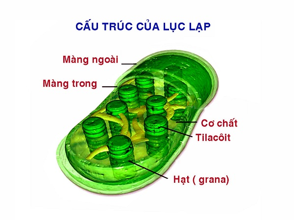 Quá trình quang hợp ở thực vật