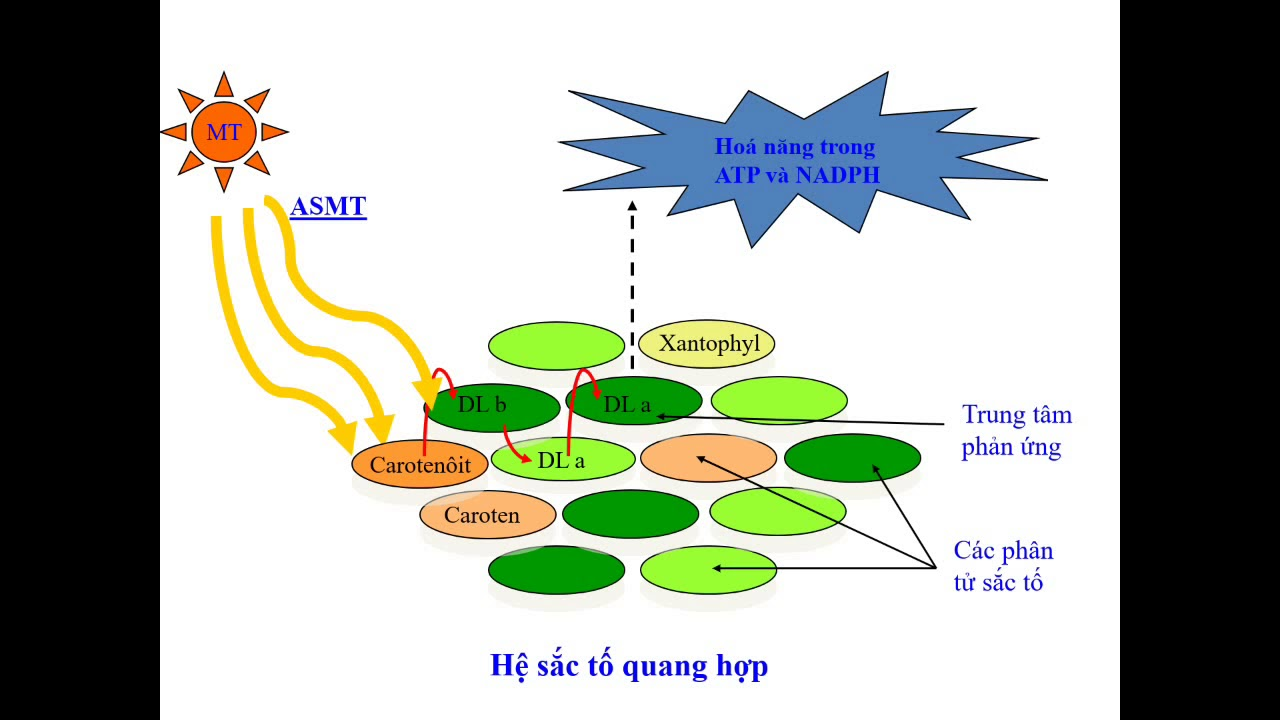 Quang hợp là gì? Ý nghĩa, vai trò của quang hợp ở thực vật là gì?