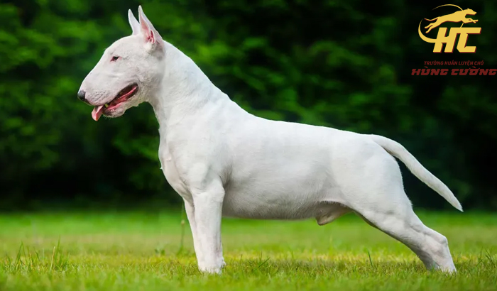 Tính cách chó Bull Terrier