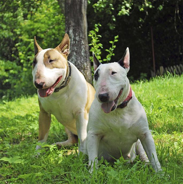 Bull Terrier có hung dữ không?