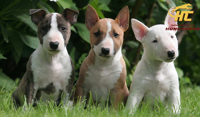 Mua bán chó Bull Terrier ở đâu?