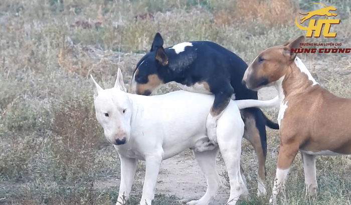 Phối giống chó Bull Terrier