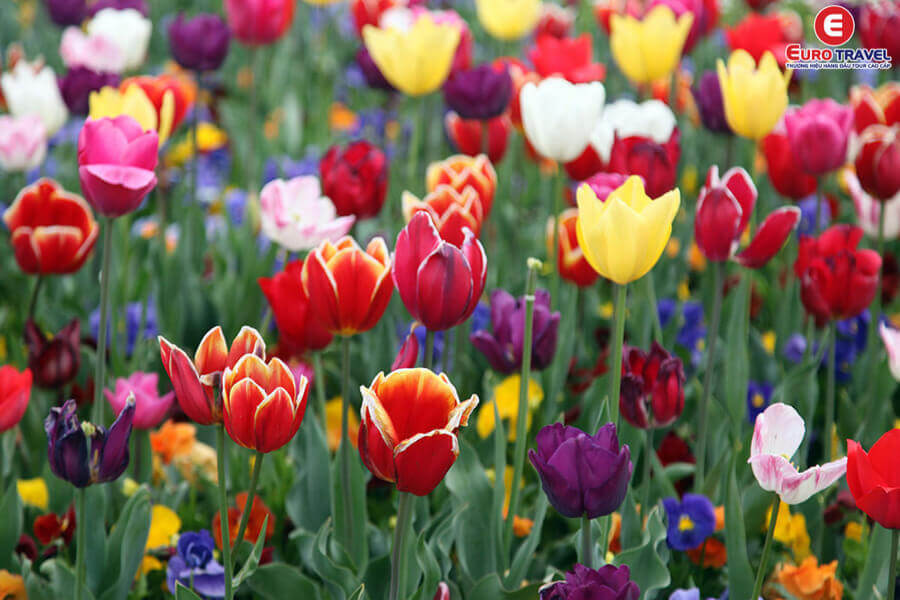 Lễ hội Floriade