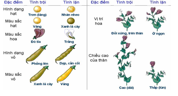 Menđen và di truyền học | SGK Sinh lớp 9