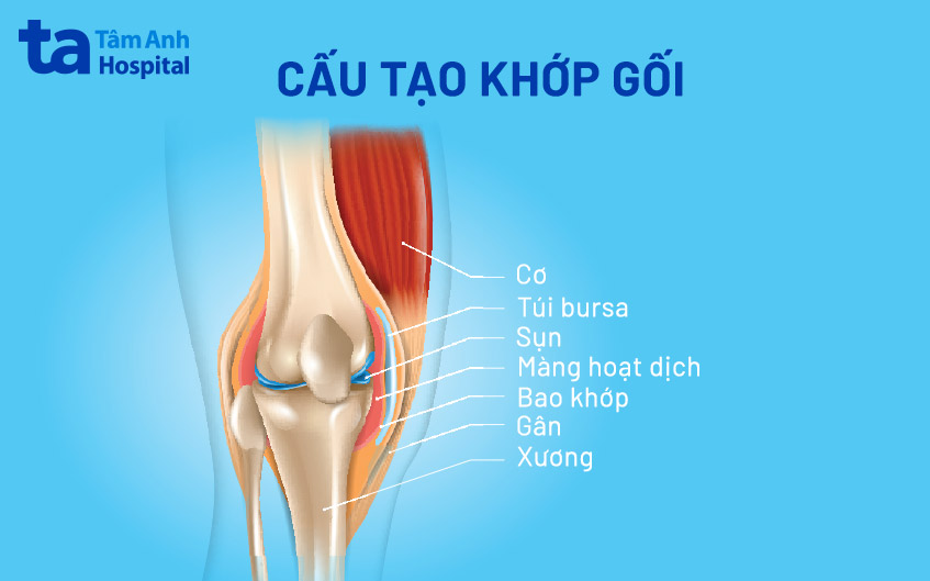 cấu tạo của khớp trong cơ thể người