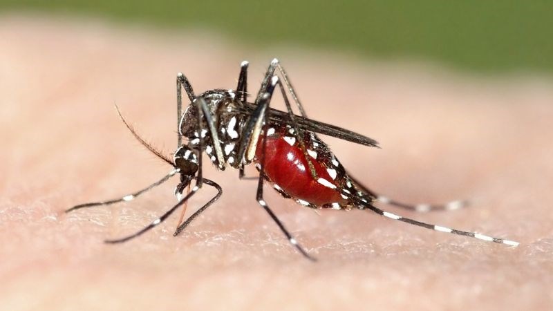 Malaria is a very dangerous disease