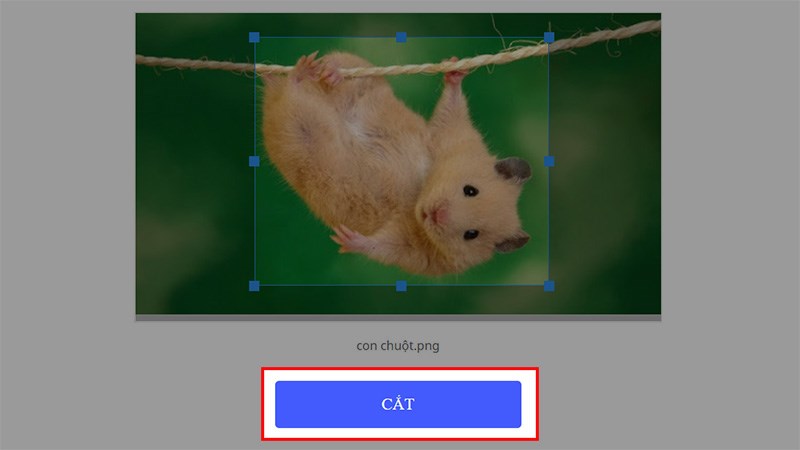 Sau khi đã chọn xong phần ảnh muốn cắt, chọn CẮT để cắt ảnh