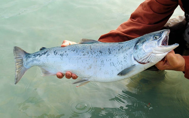 Cá-hồi-Chinook