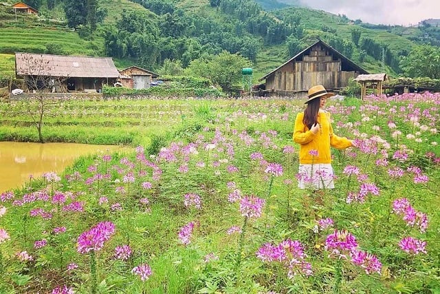 Hoa khoe sắc thắm, đua nở đón chào mùa Xuân đến