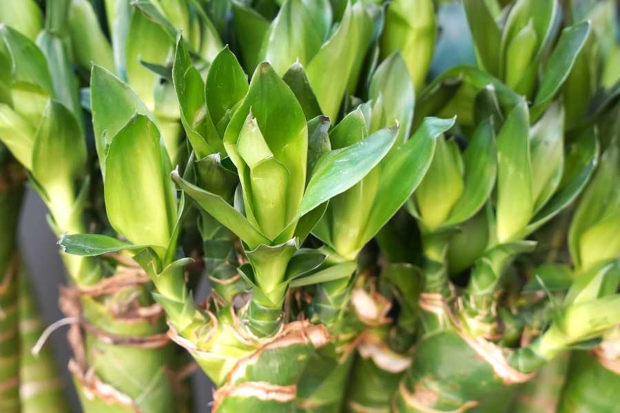 Thần tài là loại cây thuộc họ Tóc tiên (Ruscaceae).