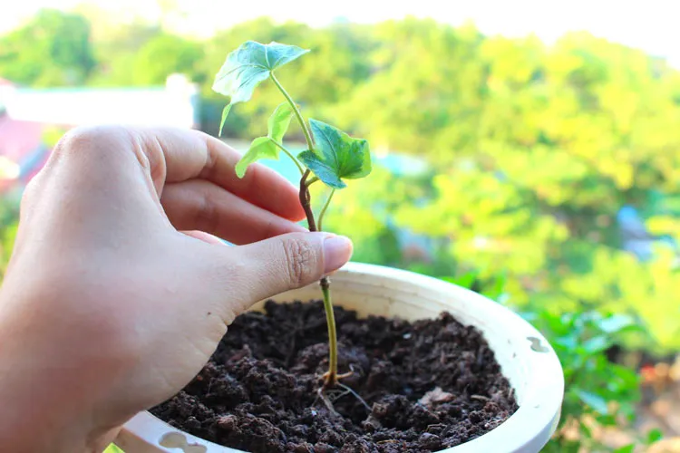 Bạn có thể chọn bất kỳ loại nào, miễn là nó màu mỡ và tơi xốp để trồng thường xuân