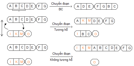 Đột biến chuyển đoạn nhiễm sắc thể - một loại đột biến cấu trúc nhiễm sắc thể