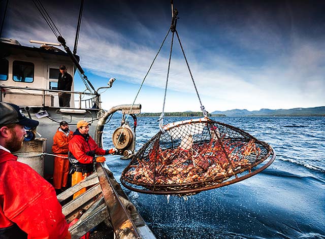 cua-hoang-de-alaska/quy-trinh-danh-bat-cua-hoang-de-alaska-king-crab