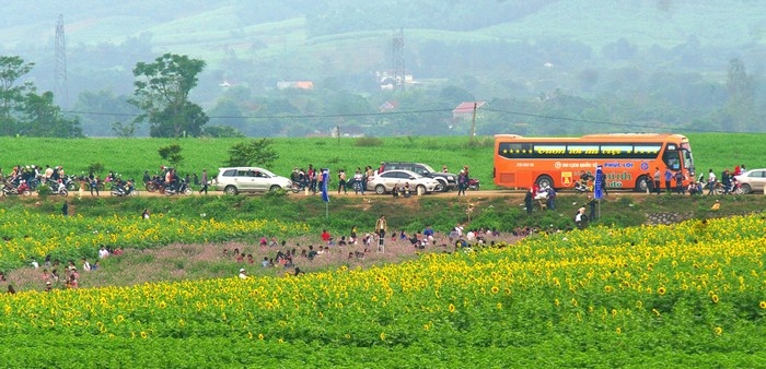 Có diện tích lên đến 60 ha, ngay từ đầu đường Hồ Chí Minh địa phận tỉnh Nghệ An, du khách đã có thể chiêm ngưỡng một phần cánh đồng hoa rộng mênh mông.