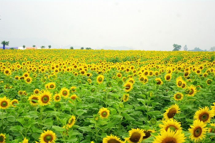 Màu vàng của cánh đồng hướng dương Nghĩa Đàn trải dài từ quả đồi này đến quả đồi khác, như là vô tận đến cuối chân trời.