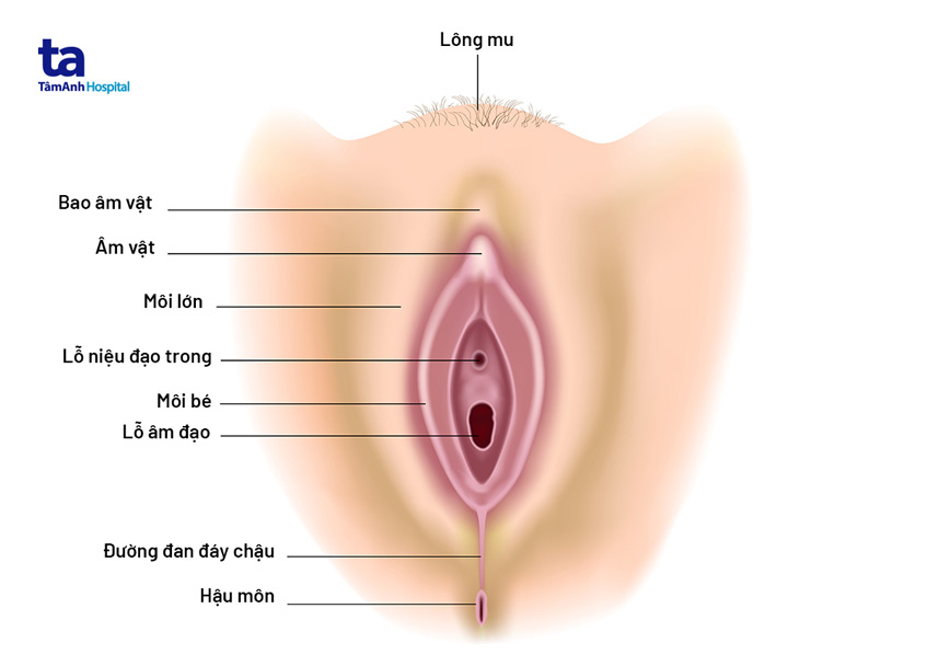 cấu tạo cơ quan sinh dục nữ