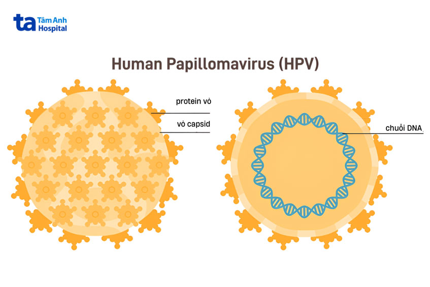 virus-HPV