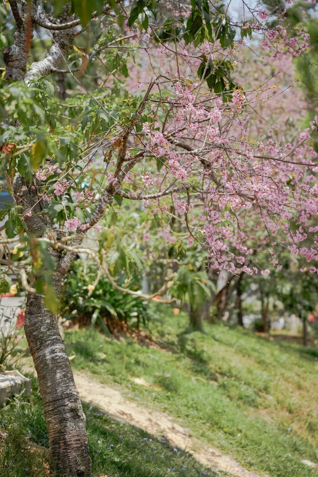 Kỳ lạ hoa mai anh đào rực rỡ nở trái mùa ở Đà Lạt ảnh 2