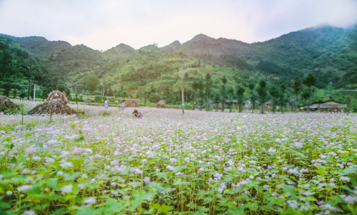 phố cáo