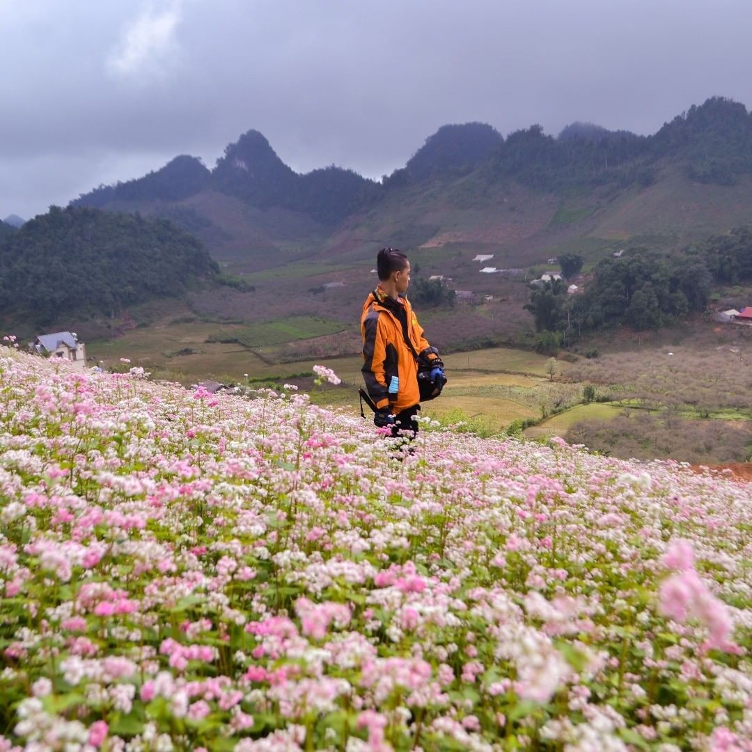 ý nghĩa của hoa tam giác mạch