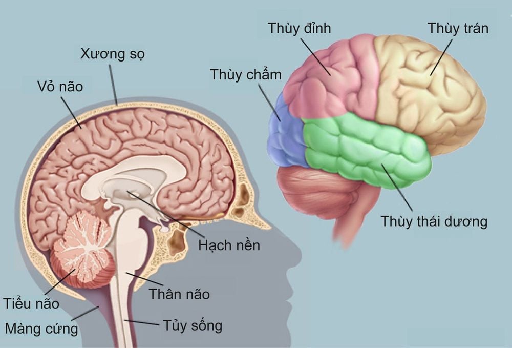 Bộ não hoạt động giống như một máy tính lớn.