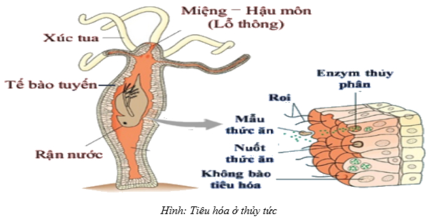 tiêu hóa bằng túi tiêu hóa ở thủy tức - tiêu hóa nội bào và tiêu hóa ngoại bào