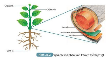 Hình 36.2