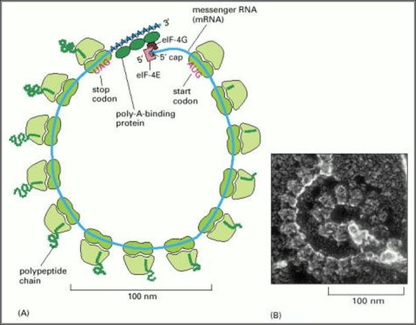 Poliriboxom (start codon: bộ ba mở đầu; stop codon: bộ ba kết thúc; polu A binding: protein liên kết với đuôi poly A; polypeptide chain: chuỗi polypeptit) - Phiên mã dịch mã