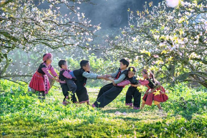 Những sắc hoa ngày xuân SaPa.