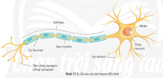 Lý thuyết Sinh học 11 Bài 17 (Chân trời sáng tạo): Cảm ứng ở động vật (ảnh 1)