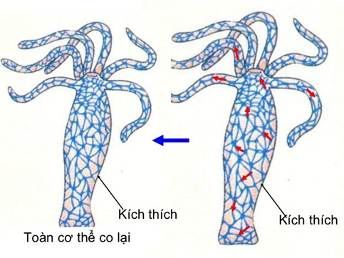 Cảm ứng ở thủy tức