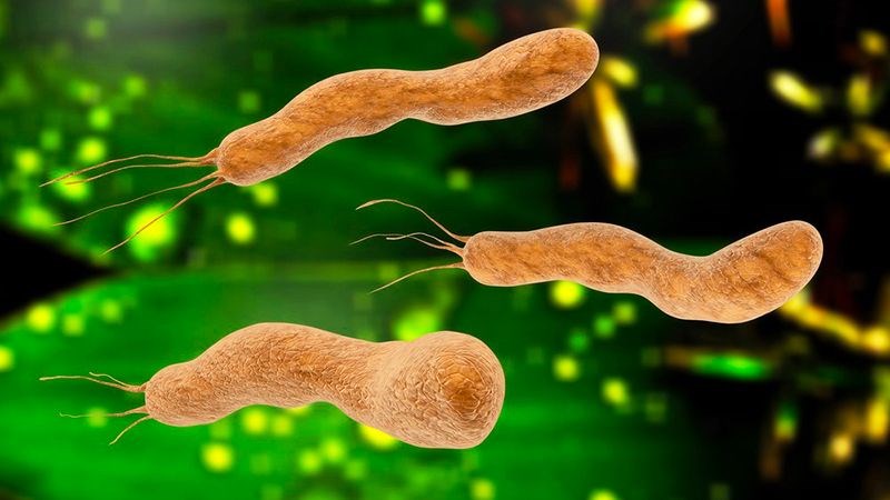 H.pylori là tác nhân gây viêm loét dạ dày - tá tràng phổ biến