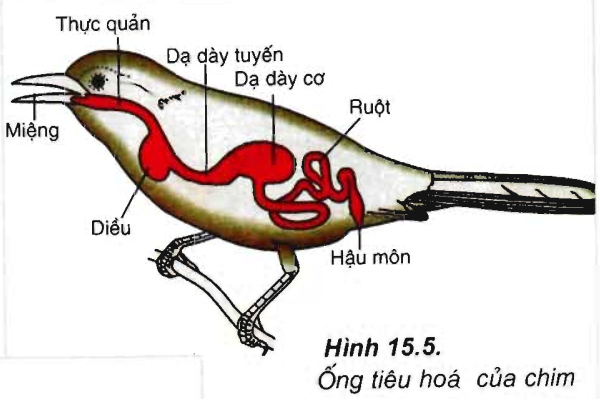 ống tiêu hóa đơn giản - tiêu hóa ở động vật