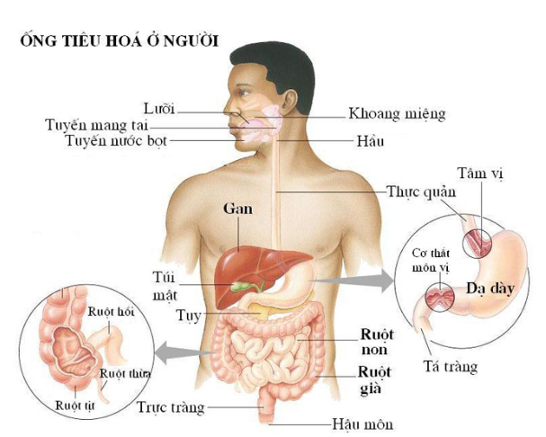 ống tiêu hóa ở chim - tiêu hóa ở động vật