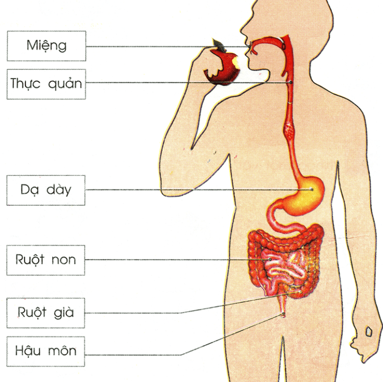 Trước khi tiêu hóa thức ăn ở ruột non sẽ diễn ra ở thực quản trước