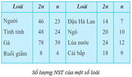 Lý thuyết Sinh học 9 Bài 8: nhiễm sắc thể (ảnh 1)