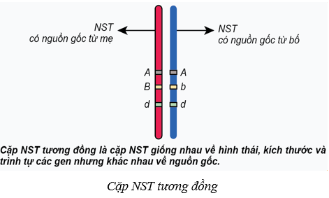 Lý thuyết Sinh học 9 Bài 8: nhiễm sắc thể (ảnh 1)