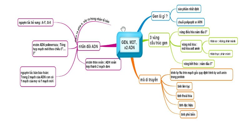 Sơ đồ tư duy - Gen, mã di truyền và quá trình nhân đôi ADN
