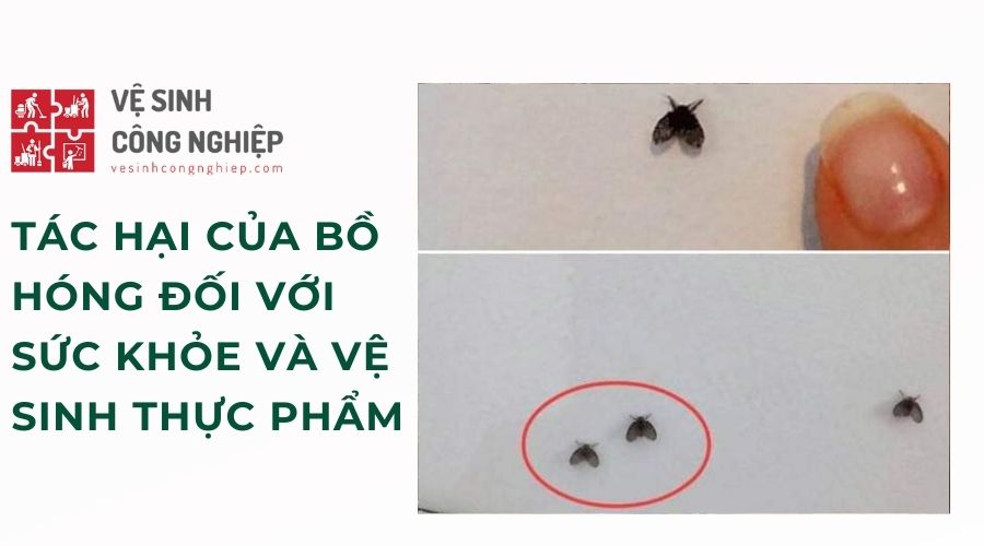 Tác hại của bồ hóng đối với sức khỏe